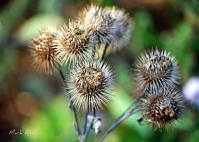 Spiky balls