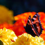 Warming my wings