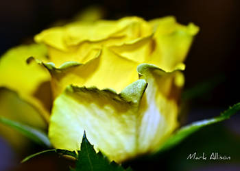 Yellow Rose