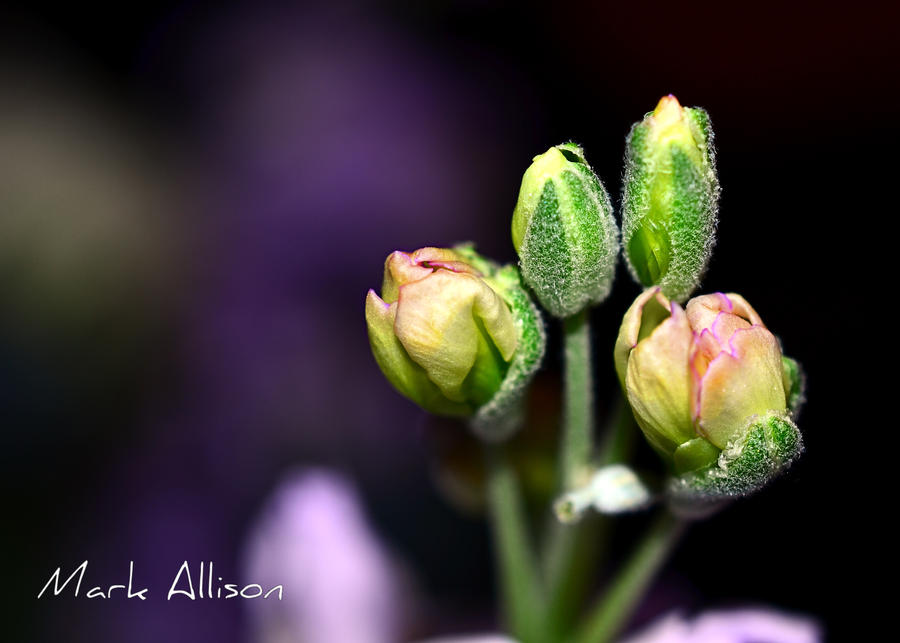 Purple Buds