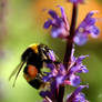 Gathering Pollen