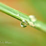 Captured in a droplet