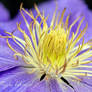 Clematis