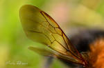 Wing by Mark-Allison