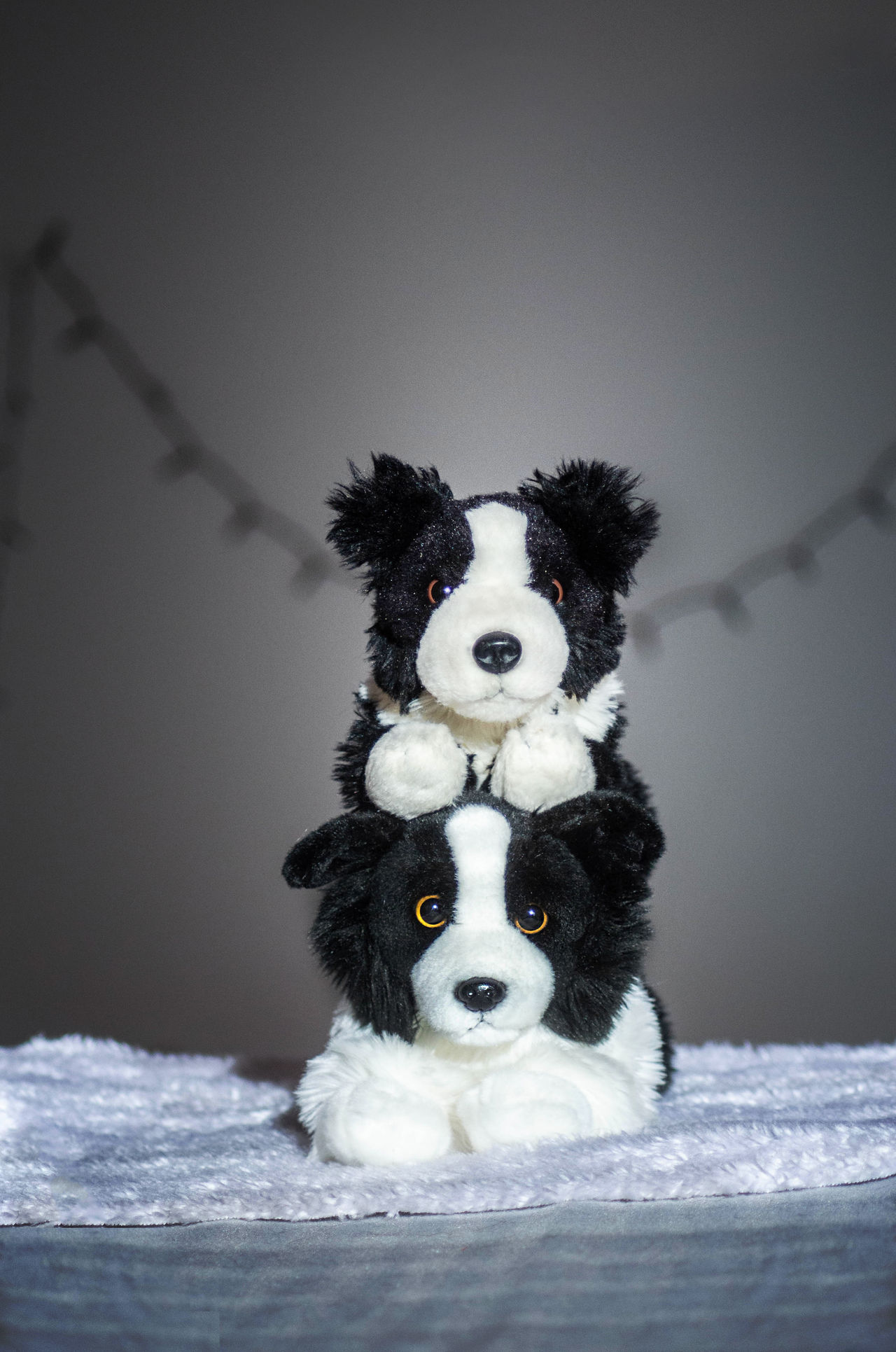 Keel Toys And Aurora Border Collie