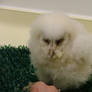 Poodle Owl