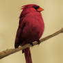Cardinal Bird Digital Painting
