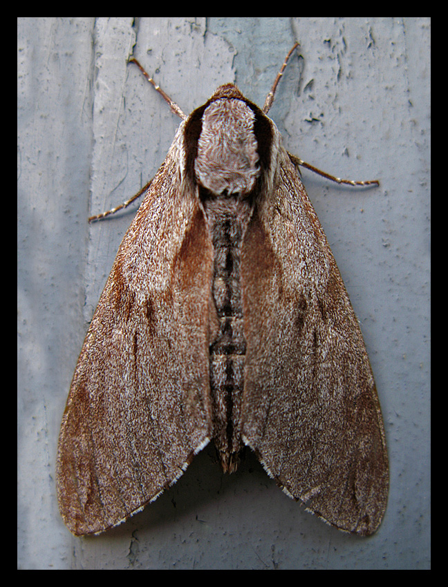 A Moth