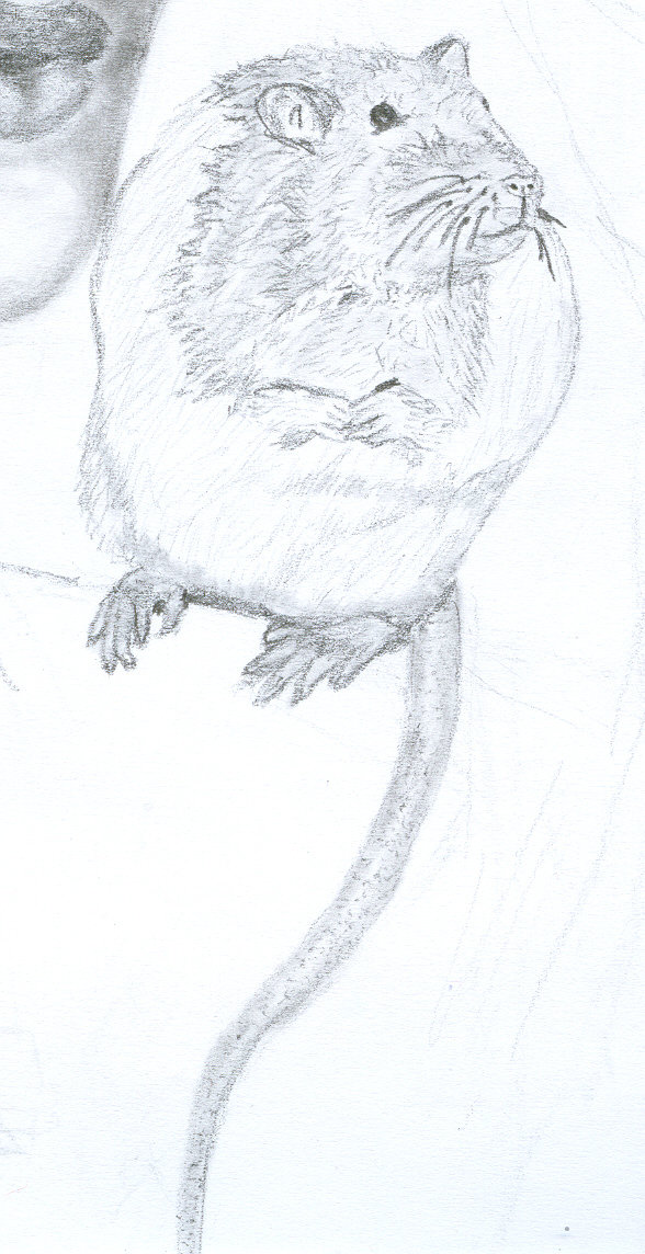 Ratty