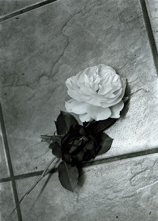 Roses on the Floor