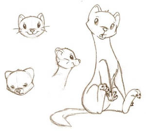 Draco the Ferret sketches