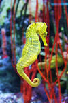 Seahorse by JPattonPhotography