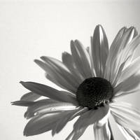 BW Flower I by JPattonPhotography