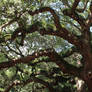 Angel Oak