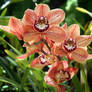 SD Orchid IMG 0131