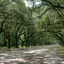 Wormsloe IMG 0092