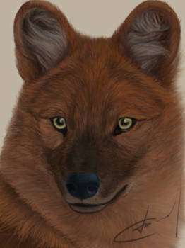 The dhole