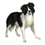 Border Collie (School Project)