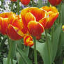 Tulip Top Four