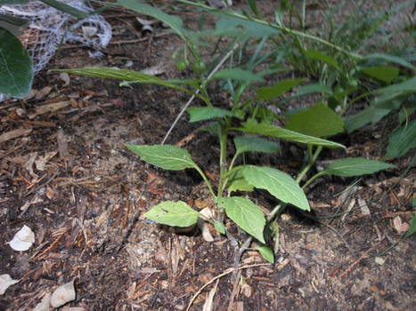 Deadly Nightshade growing in my garden