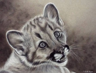 Cougar Cub Sketch