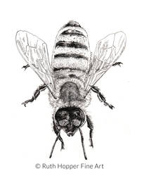 Bee Study