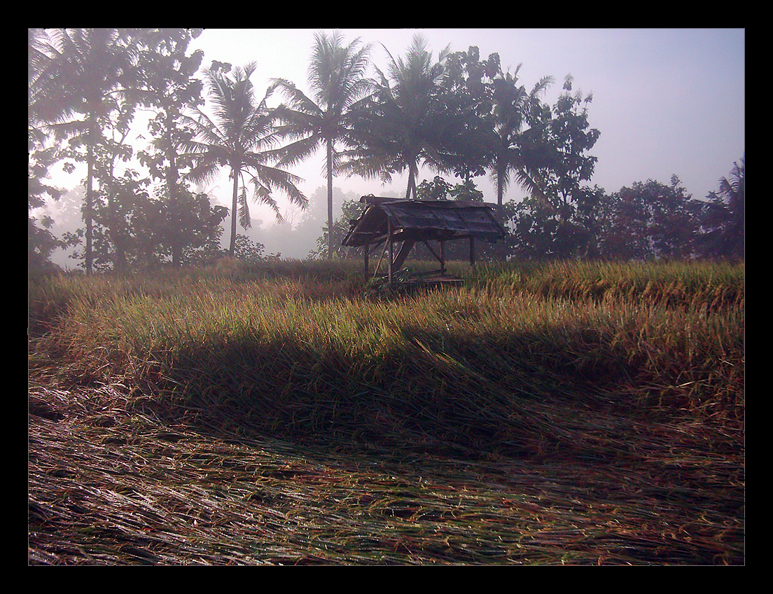 Gubuk Sawah