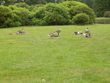 Alton Towers - Ducks!