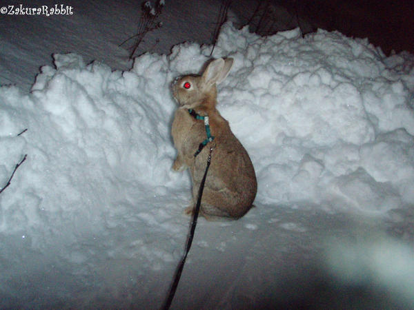 Snowbunny2 by Usagi-Zakura on DeviantArt