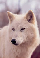 white wolf