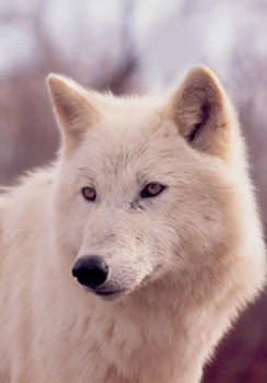 white wolf