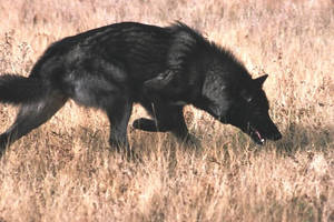 another black wolf by CallistoTheWolf