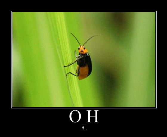 Хитрый жук. Приколы про насекомых. Смешной Жук. Мемы с жуками. Мемы про насекомых.