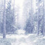 Snowy dreams forest stock