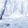 Snowy dreams forest stock I