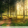 Sunrise in the Forest Stock