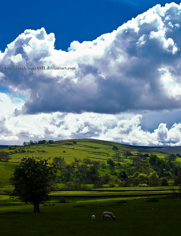 Sunlit hillside