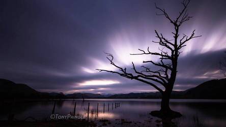 Dead Tree, Ullswater