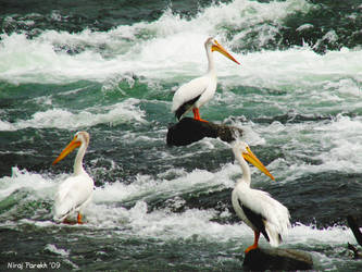 Pelicans