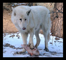 Fenris' Turkey