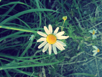 a daisy