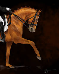 Dressage horse