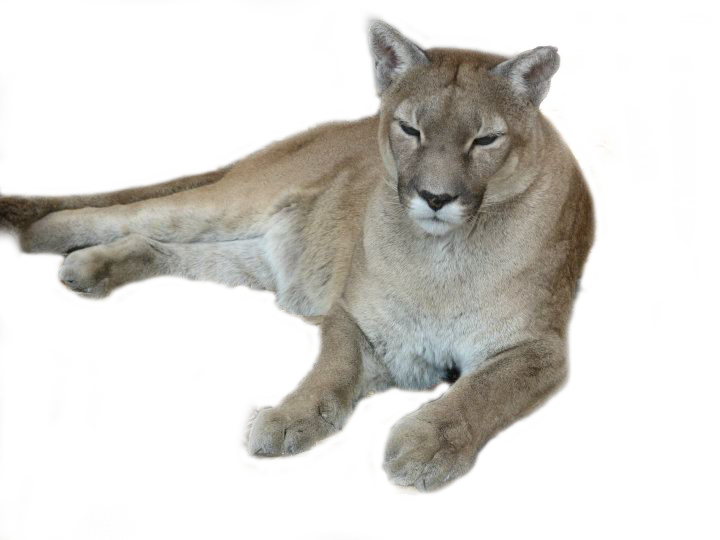Puma .png by Accuface on DeviantArt
