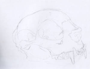 cat skull sketch