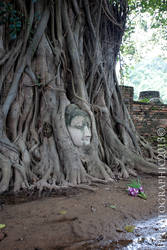 Bryan-treiber-thailand-ayutthaya-0002