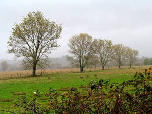 Trees in a Row