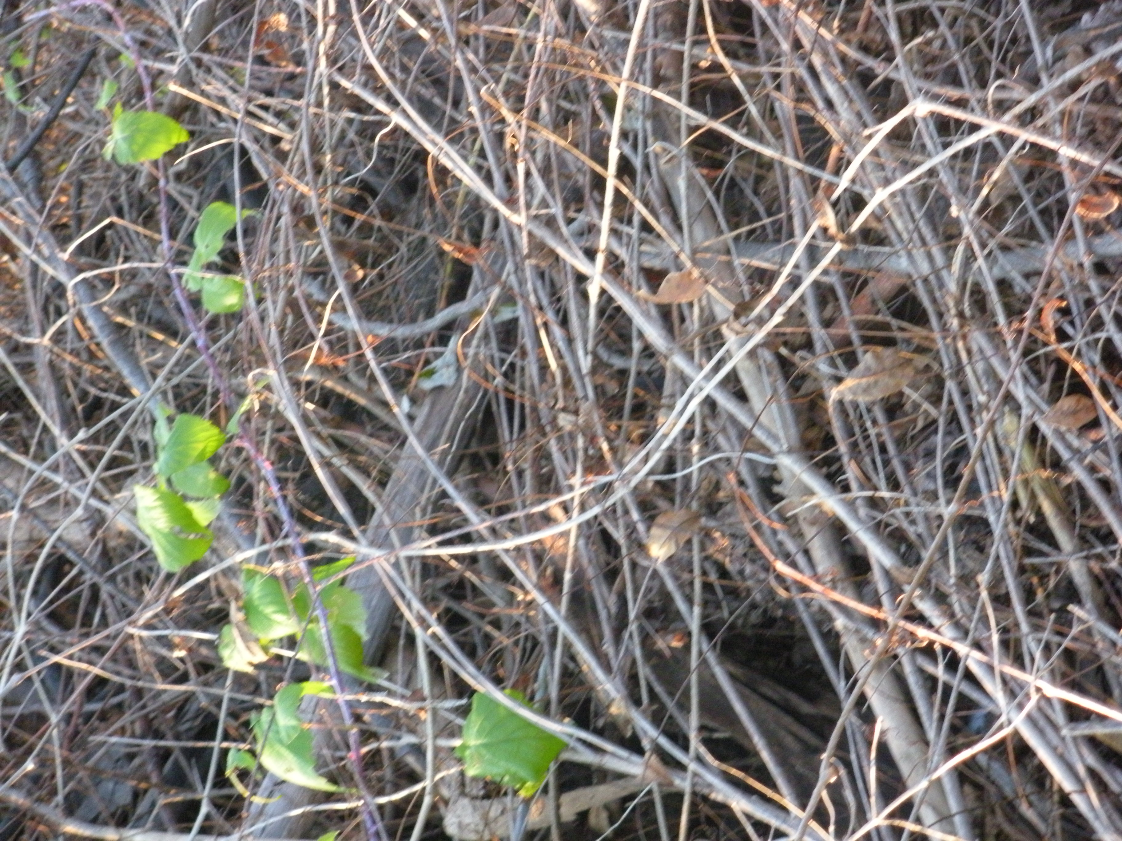 sticks with leaves texture