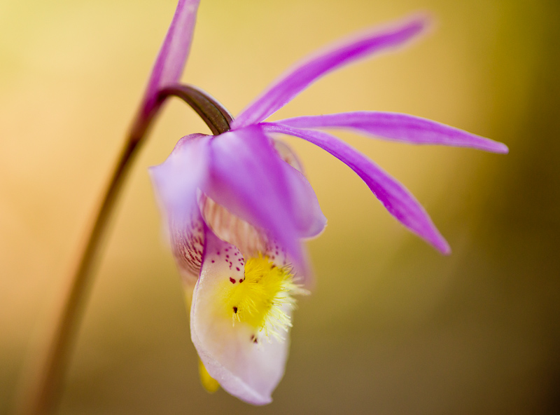 Fairy Slipper