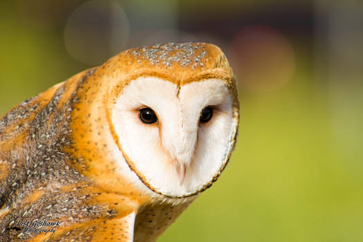 Barn Owl 2