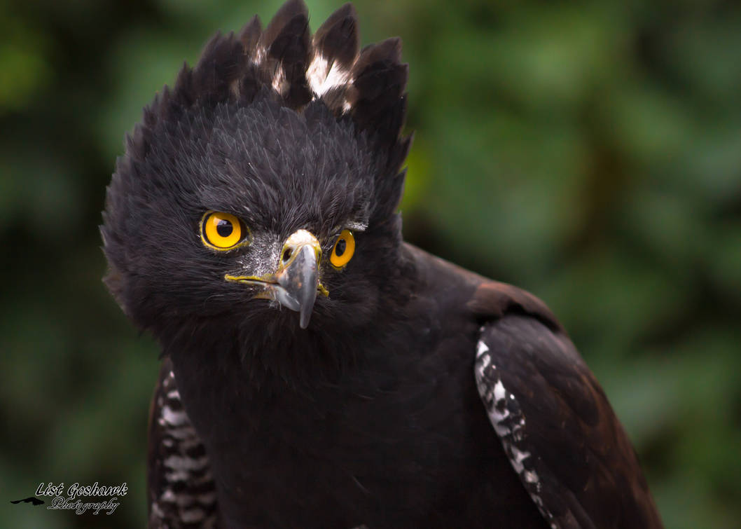 Zuul by CasualGoshawk Zuul by CasualGoshawk